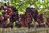 Oppy red table grapes Peru