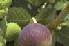 First Bursa figs shipped