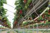 Daifressh hydroponic cultivation