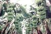 Jamaican government pledges £2.03m banana loan