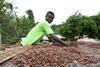 rainforest alliance Cocoa fullsize distr