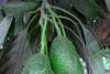 Avocado_am_Baum_Peru__2_.jpg