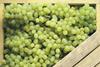 Chile grapes crate
