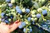 MegaEarly blueberries South Africa
