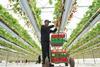 Strawberries are the top selling product by value sales in the UK