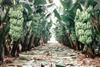 Banana price wars condemned