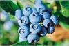 Blueberries in strong growth