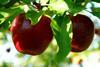 GEN Shutterstock_two red shiny delicious apples hanging from a tree branch in an apple orchard