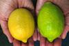 green-lemons