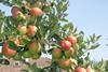 Äpfel_am_baum_Italien_02.JPG