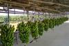 Agricola Famosa bananas Brazil
