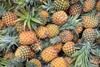 GEN Pineapples AdobeStock_423686201