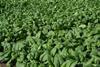 Tozer Seeds Spinach