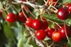 Picota cherry sales surge forward