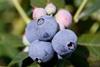 Australian blueberries
