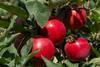 Joli apples growing in New Zealand pre-harvest
