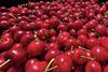 Red cherries closeup