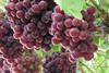 Spanien: Agrarprotokoll für Traubenexporte nach China unterzeichnet