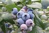 heidelbeeren - kimkyungok pixabay