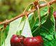 Cherries and berries switch sources