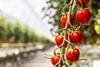 Belgian tomatoes Harvest House Mini plum tomatoes on the vine, Sunstream, cultivation, atmosphere, close up1