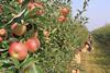Apple orchard picking Adobe Stock