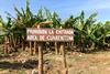 Panama Disease and Black Sigatoka continue to blight global banana production