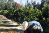 Uruguay forecasts citrus rise