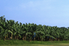 Colombia Zona Bananera