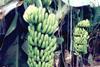 Honduras prepares WTO complaint