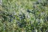 Giumarra blueberries Chile
