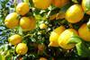Lemon crop