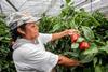 Mexican bell peppers Senasica