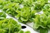 Generic lettuce vertical farm hydroponic Adobe