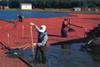 Cranberries bounce back