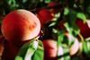 IT peach Romagna