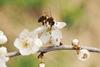 Spanien: Anecoop und Anse schließen Vereinbarung für Bestäuber-Insekten