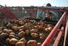 Myton Food Group processes potatoes among other produce