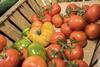 Mixed tomatoes in wooden container