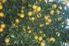 Frosts affect Chilean citrus forecast