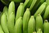 Green bananas generic