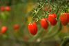 Azura is a leading tomato supplier in Europe