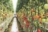 Netafim tomato irrigation