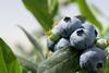 Blueberries