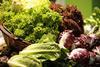 Salat: Leichter Genuss frisch vom Feld