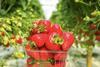 Strawberry production Dutch greenhouse picked in plastic punnet Adobe Stock
