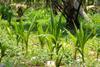 Coir substrate is a by-product of the coconut industry