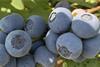 OBG Raptor blueberries GPG