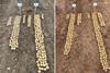 Quantis trial dig vs untreated - Rugby trial left & Hereford trial right
