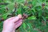 Apple thinning agent approved for new season